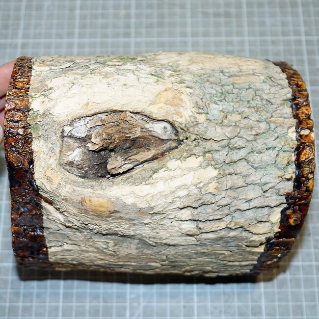 Europ. Boxwood, approx. 155-170 x 140-180 x 120 mm, 2,8 kg