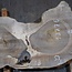 Nussbaum, Baumscheibe, ca. 750 x 530/380 x 120 mm, 13776