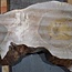 Nussbaum, Baumscheibe, ca. 750 x 530/380 x 120 mm, 13776