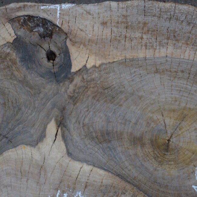 Nussbaum, Baumscheibe, ca. 800 x 500/400 x 120 mm, 13775