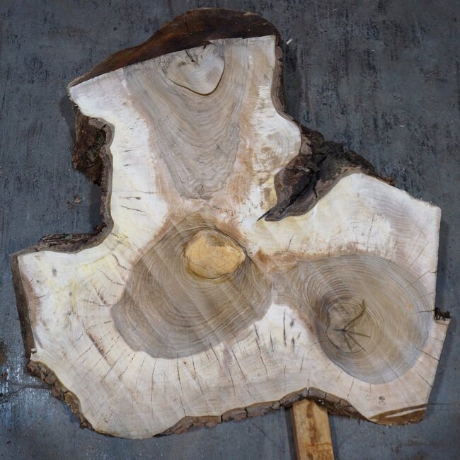 Nussbaum, Baumscheibe, ca. 1090 x 1070/500 x 130 mm, 13773