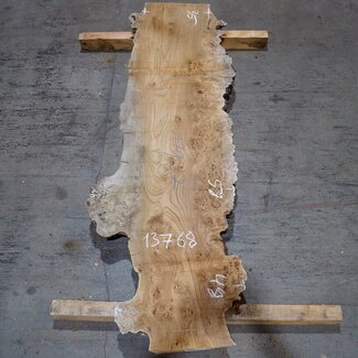 Caucasian Elm, burl, board, approx. 1700 x 480 x 52 mm, 13768