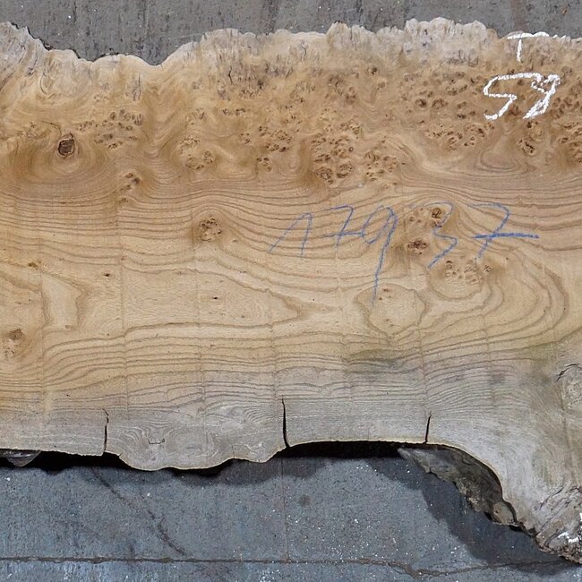 Kaukasische Rüster, Maser, Bohle, ca. 1700 x 480 x 52 mm, 13768
