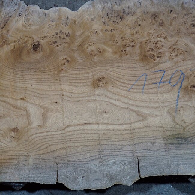 Caucasian Elm, burl, board, approx. 1700 x 480 x 52 mm, 13768