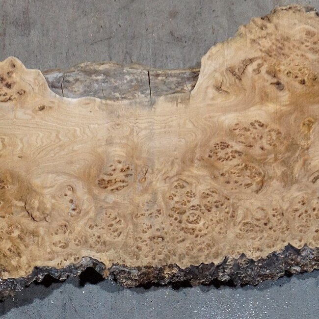 Kaukasische Rüster, Maser, Bohle, ca. 1700 x 480 x 52 mm, 13768