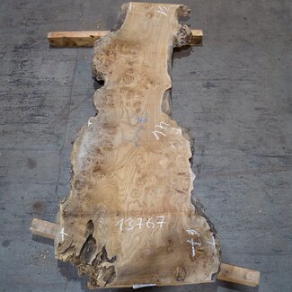 Caucasian Elm, burl, board, approx. 1700 x 460 x 52 mm, 13767