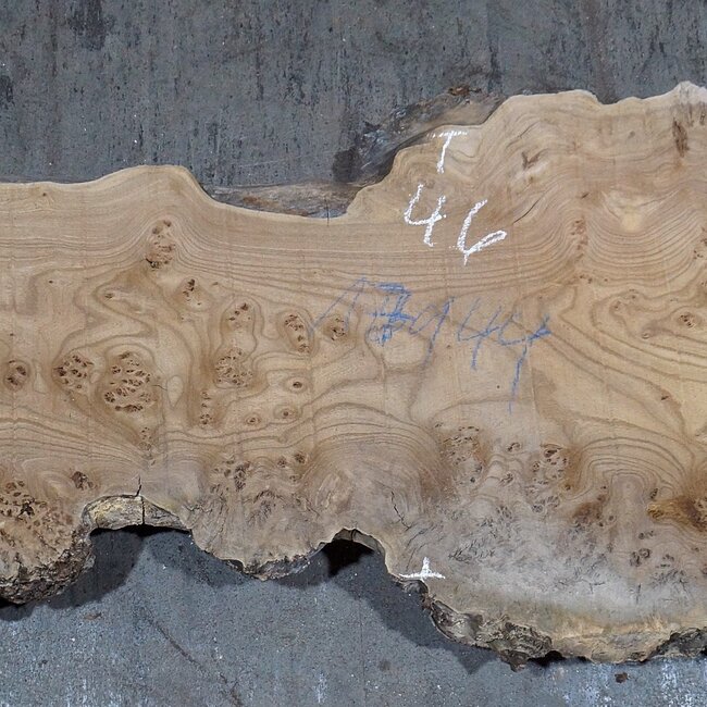 Caucasian Elm, burl, board, approx. 1700 x 460 x 52 mm, 13767