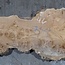 Caucasian Elm, burl, board, approx. 1700 x 460 x 52 mm, 13767