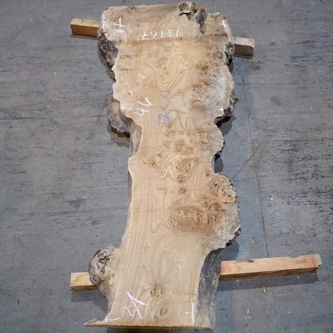 Caucasian Elm, burl, board, approx. 1700 x 460 x 52 mm, 13767
