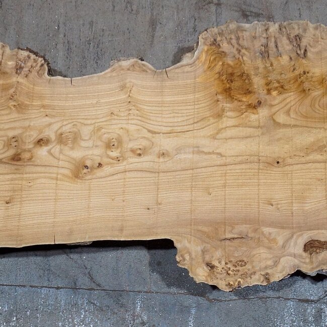 Kaukasische Rüster, Maser, Bohle, ca. 1700 x 460 x 52 mm, 13767