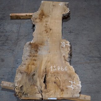 Caucasian Elm, burl, board, approx. 1700 x 500 x 52 mm, 13766