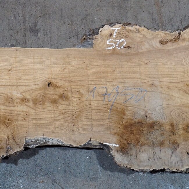 Kaukasische Rüster, Maser, Bohle, ca. 1700 x 500 x 52 mm, 13766
