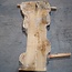 Caucasian Elm, burl, board, approx. 1700 x 500 x 52 mm, 13766
