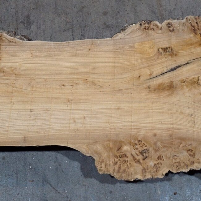 Caucasian Elm, burl, board, approx. 1700 x 500 x 52 mm, 13766