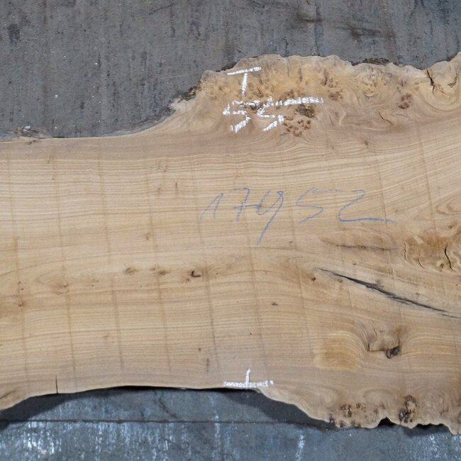 Caucasian Elm, burl, board, approx. 1700 x 550 x 52 mm, 13765