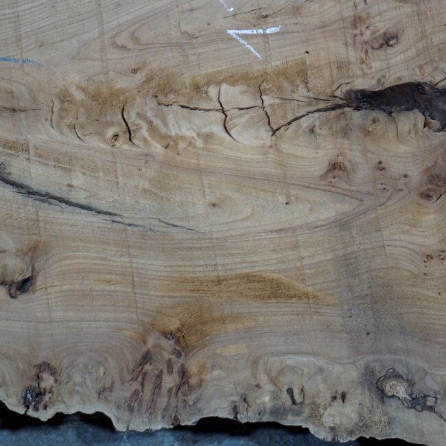 Caucasian Elm, burl, board, approx. 1700 x 550 x 52 mm, 13765