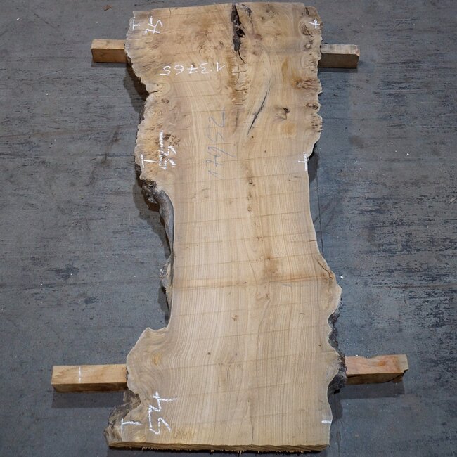 Caucasian Elm, burl, board, approx. 1700 x 550 x 52 mm, 13765