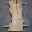 Caucasian Elm, burl, board, approx. 1700 x 550 x 52 mm, 13765