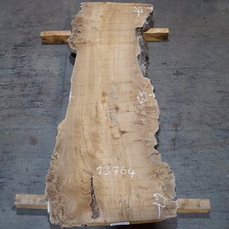 Caucasian Elm, burl, board, approx. 1700 x 530 x 52 mm, 13764