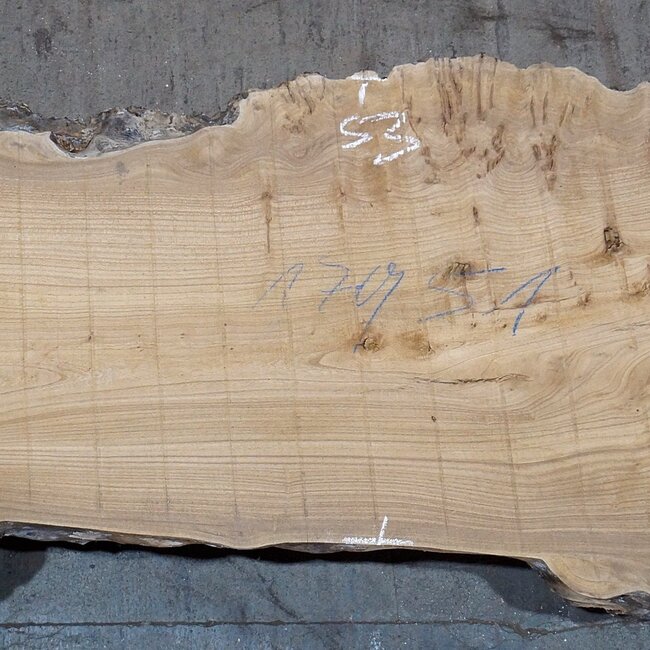 Kaukasische Rüster, Maser, Bohle, ca. 1700 x 530 x 52 mm, 13764