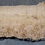 Caucasian Elm, burl, board, approx. 1700 x 530 x 52 mm, 13764