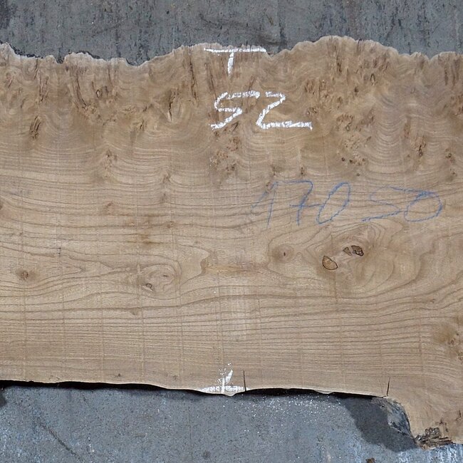 Kaukasische Rüster, Maser, Bohle, ca. 1700 x 520 x 52 mm, 13763