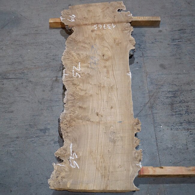 Caucasian Elm, burl, board, approx. 1700 x 520 x 52 mm, 13763