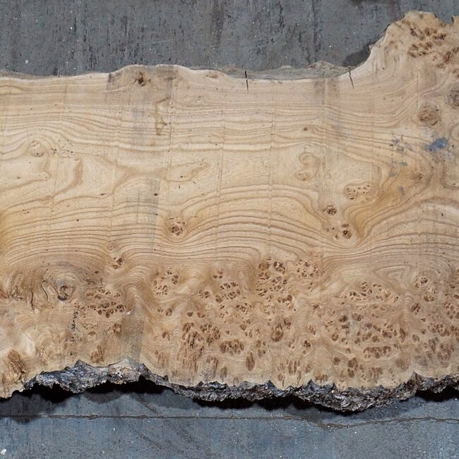Kaukasische Rüster, Maser, Bohle, ca. 1700 x 520 x 52 mm, 13763