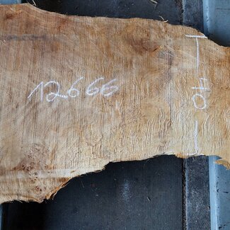 Poplar burl, approx. 1500 x 650/400 x 52 mm, 12666