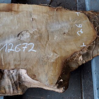 Pappel Maser, ca. 1100 x 580/260 x 60 mm, 12672