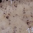 Pappel Maser Tischplatte, ca. 830 x 640/420 x 65mm