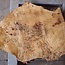 Pappel Maser Tischplatte, ca. 830 x 640/420 x 65mm