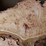 Grisard, Silberpappel, Tischplatte, ca. 1300 x 830 x 55mm, 27kg