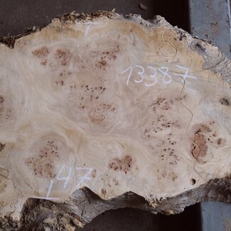 Pappel Maser Tischplatte, ca. 1800 x 220/470/410 x 52mm