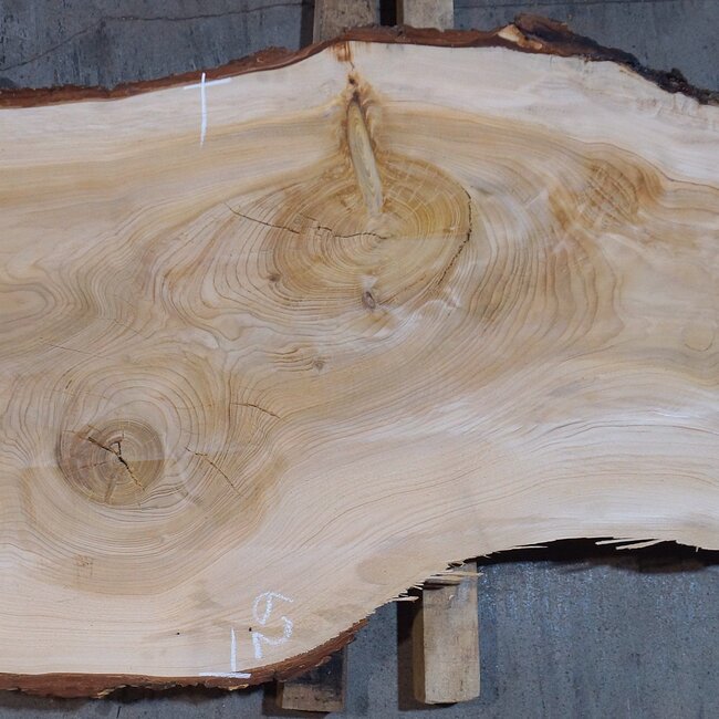 Libanon Zeder Tischplatte, ca. 2650 x 620/580/490 x 60 mm, 13471