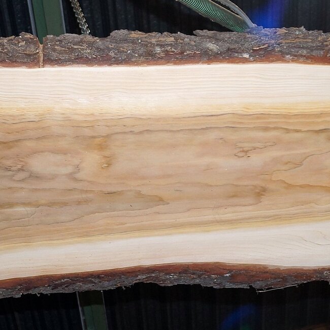 Libanon Zeder Tischplatte, ca. 3000 x 810/810/740 x 50 mm, 13349