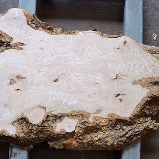 Ash burl, approx. 1200 x 600/800 x 55mm, 13185