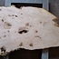 Esche Maser, ca. 1200 x 600/800 x 55 mm, 13185