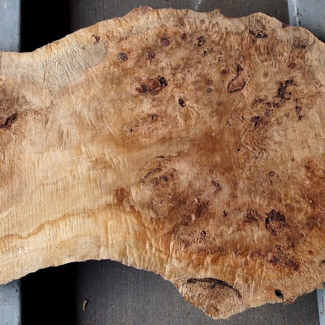 Mappa burl, approx. 890 x 330/540 x 55mm