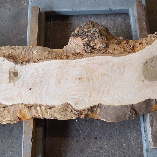 Ash burl, approx. 2280 x 830/450/770 x 70 mm, 13253