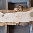Esche Maser, ca. 2280 x 830/450/770 x 70 mm, 13253
