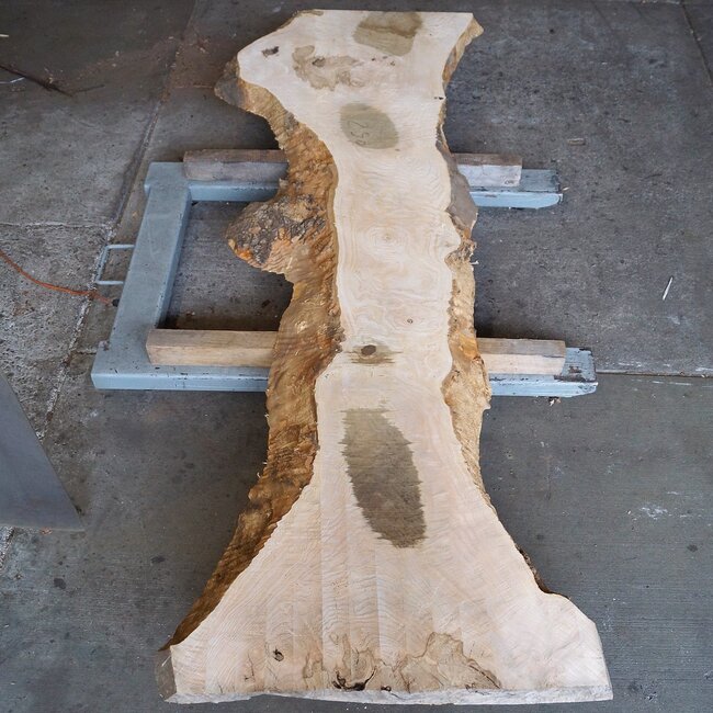 Esche Maser, ca. 2280 x 830/450/770 x 70 mm, 13253