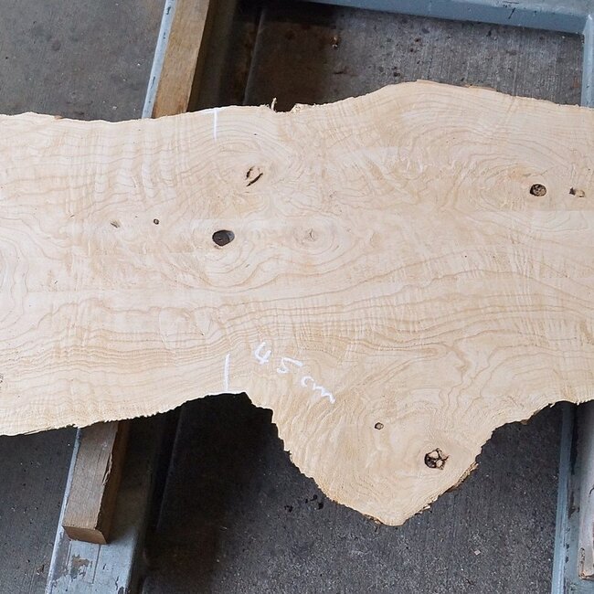 Esche Maser, ca. 2280 x 830/450/770 x 70 mm, 13253