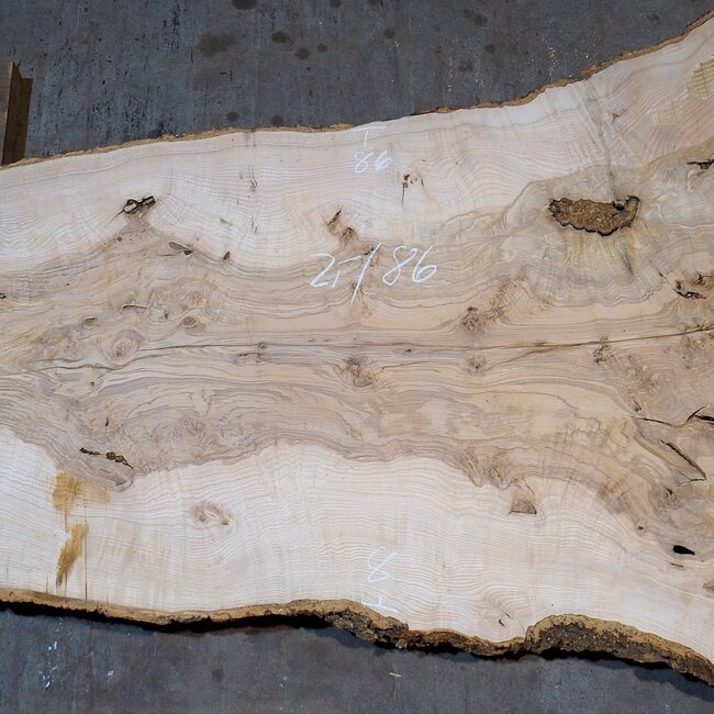 Ash Burl table top, approx. 2000 x 860/700/1240 x 52 mm, 13523