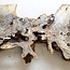 Buckeye burl slab, approx. 1380 x 280/380/510 x 52 mm, 10,9 kg
