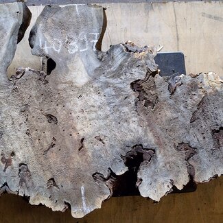 Buckeye Maser, ca. 1010 x 550 x 52mm, 7,4kg