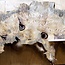 Buckeye burl slab, approx. 1470 x 640 x 52mm, 14,3kg