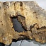 Buckeye Maser, ca. 1320 x 600 x 55 mm, 11,75 kg, 40980