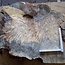 Buckeye burl slab, approx. 730 x 540 x 52mm, 9,4kg