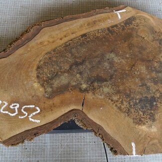 Nussbaum Baumscheibe, ca. 780 x 540 x 52 mm, 12952